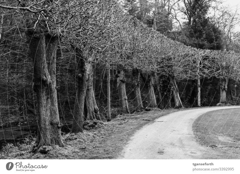 Row of trees in winter Tree Winter Black & white photo Exterior shot Landscape Park Bleak bare trees Lanes & trails off Deserted Curve