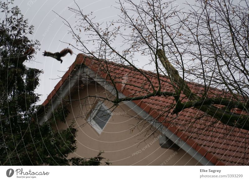 Bold leap from branch to branch... flying squirrels Colour photo Exterior shot Animal squirrel Menchenleer Wild animal