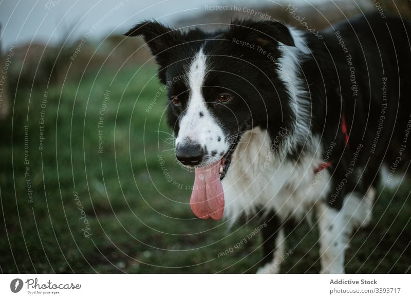 Happy purebred dog enjoying walk in park pedigreed tongue out grass pet canine domestic friend mammal adorable green loyal active fluffy animal breed obedient