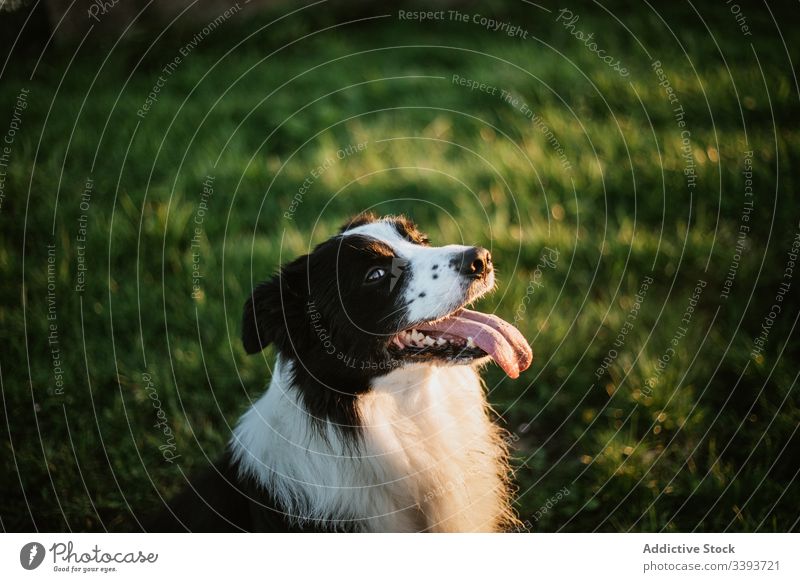 Happy purebred dog enjoying walk in park pedigreed tongue out grass pet canine domestic friend mammal adorable green loyal active fluffy animal breed obedient