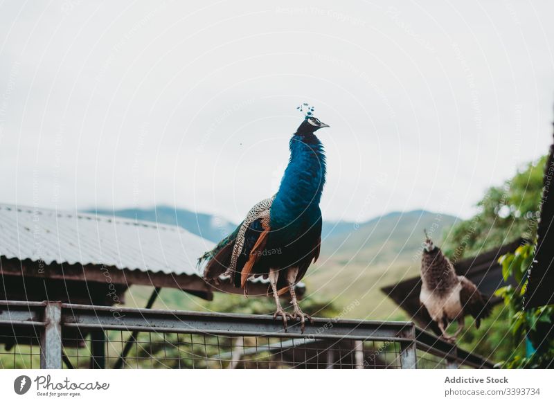 Bright peacock on fence in reserve bird zoo sit colorful feather bright multicolored blue plumage fauna exotic travel summer calm park domestic elegant detail