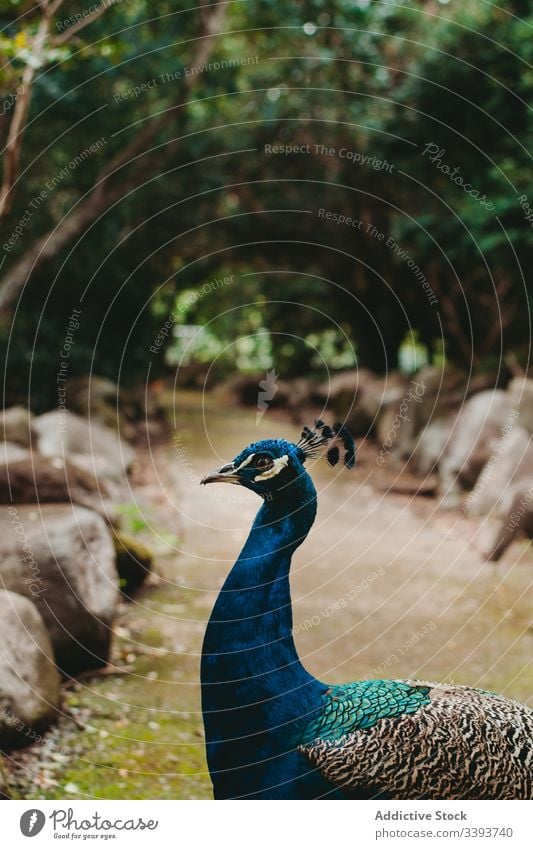 Beautiful colorful peacock on green alley bird animal plant feather zoo blue bright multicolored fauna wildlife plumage tourism exotic symbol habitat elegant