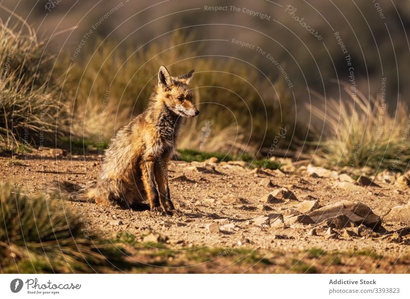 Wild animal in dry grass in autumn wild fox nature field countryside fauna mammal carnivore rural habitat curious creature environment specie adorable dog