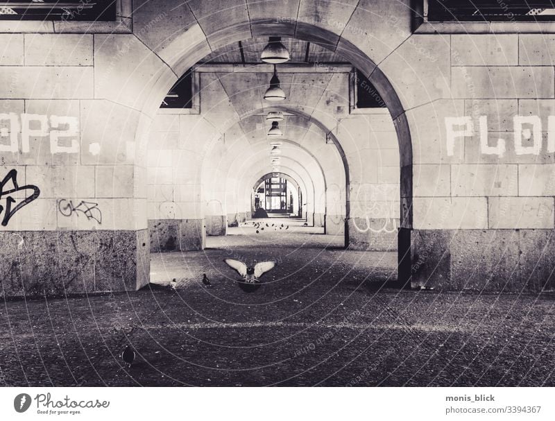 Underpass Pigeon Flying Exterior shot Bird Feather Beak Freedom Grand piano landing Aviation White underground Tunnel