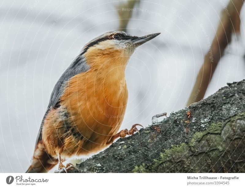 nuthatch on a branch Eurasian nuthatch Sitta Europaea Bird Animal face Grand piano Claw Feather Plumed Eyes Beak Tree Tree bark Wild animal Observe Looking