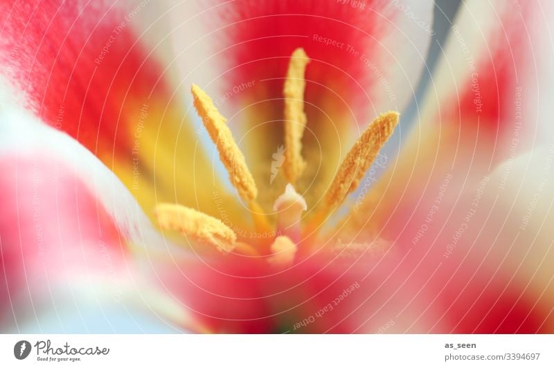 tulip flower Blossom Tulip Hub Stamp Pistil Pollen pollen Pattern inner inboard center Yellow Flower Macro (Extreme close-up) Close-up Plant Spring Detail