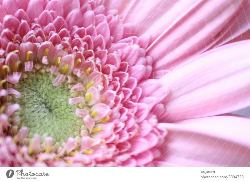 gerbera Blossom Hub pollen inner inboard center Yellow Flower Macro (Extreme close-up) Close-up Plant Spring Detail Nature Colour photo Blossom leave