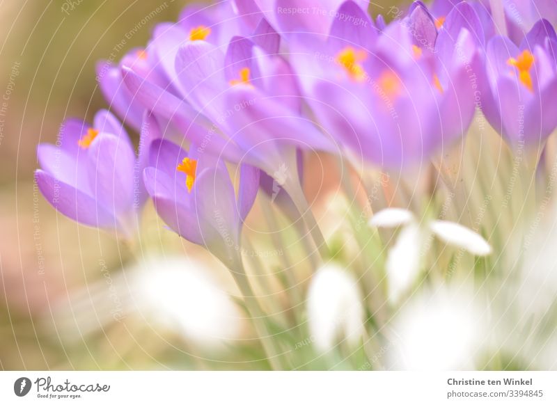 romantic purple crocuses Crocus Spring Spring flowering plant bulb flower Purple Violet Nature Flower Exterior shot Blossom Shallow depth of field Deserted