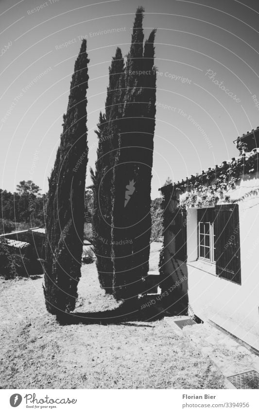 Three cypresses in a country house garden Garden Tree Groomed South France Country house tranquillity Vacation home trees Nature Private Summer Real estate