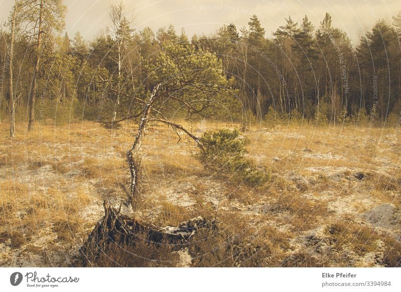 Moorland in the Waldviertel Bog Moor Landscape" Colour photo Environment Marsh Calm Nature trees Plant Deserted Forest Austria Lower Austria silent