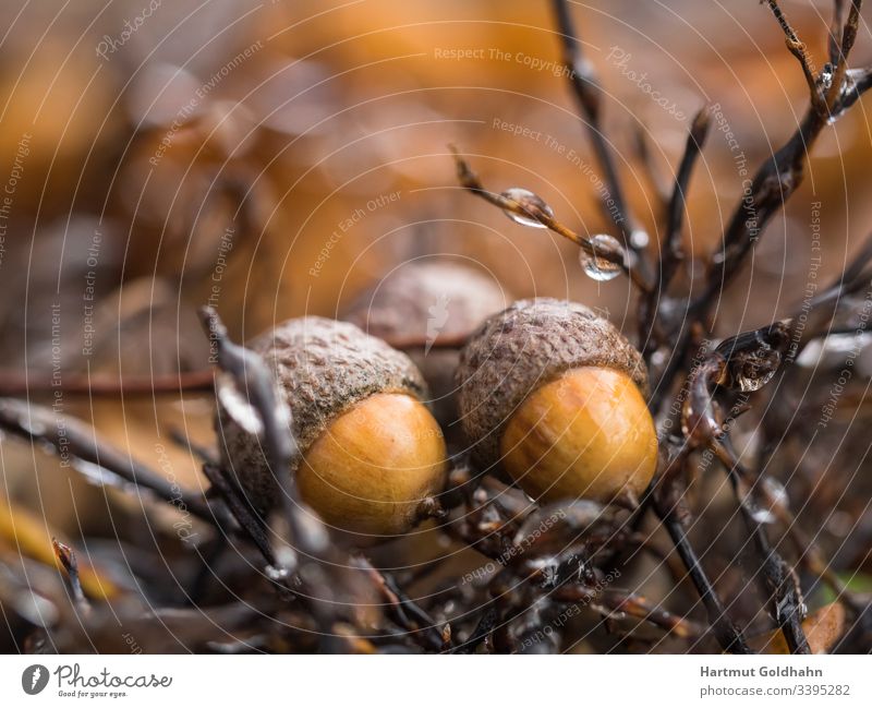 Two yellow acorns that have fallen from the tree lie between small branches moistened with dew drops. Tree Oak tree glans Fruit fruiting body fruits Autumn