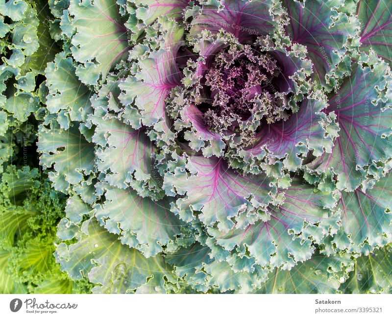 Freshness Ornamental Kale and cabbage ornamental kale fresh leaf nature purple green background garden pattern texture food colorful plant decorative detail