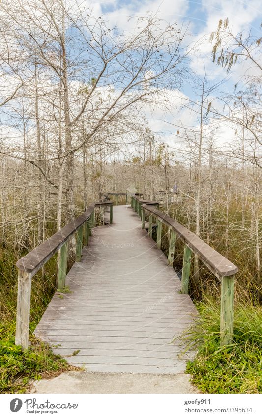 A way into the unknown Footbridge wood Nature Calm Exterior shot Landscape Colour photo Vacation & Travel Trip Everglades NP Florida tree Plant Lanes & trails