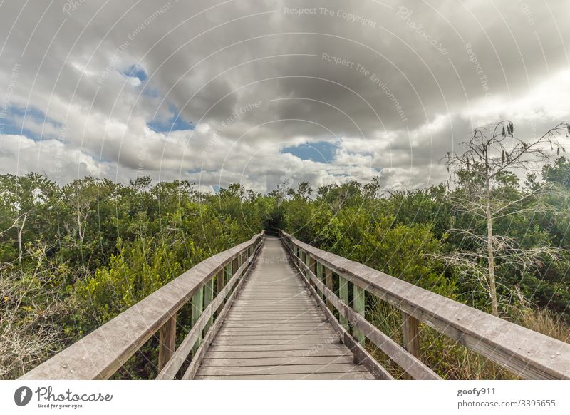 Everglades Florida Footbridge Sky Forest Exterior shot Landscape Tree Colour photo Environment Nature Calm Clouds Deserted Idyll Vacation & Travel Trip Green