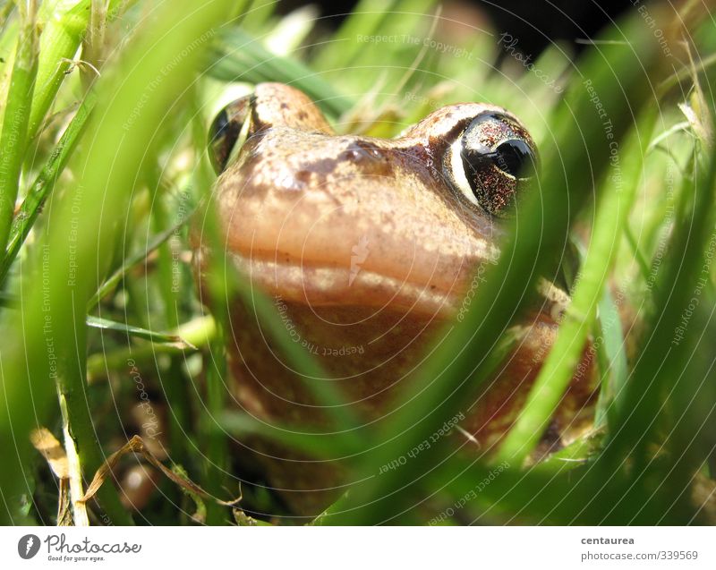 Prince Quaak Nature Grass Garden Meadow Pond Animal Wild animal Frog Animal face 1 Rutting season Kissing Slimy Green Love of animals Infatuation Curiosity