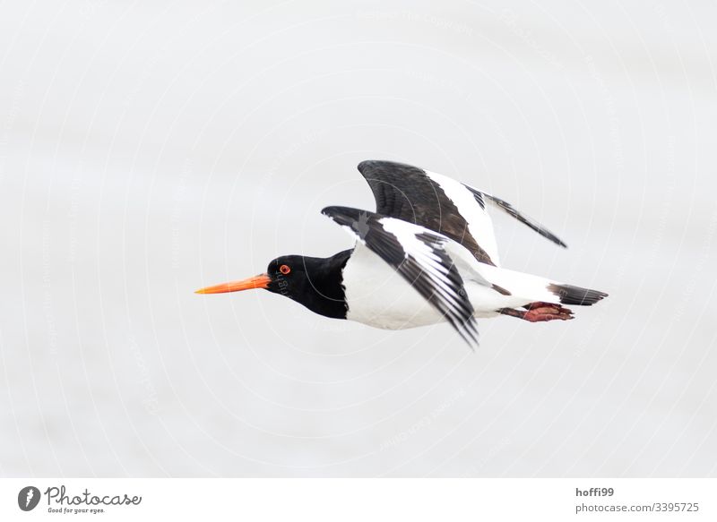 Oystercatcher in flight Oyster catcher birds Wild Birds North Sea Animal portrait Movement Observe Authentic Scream Flying Fresh Morning Sunlight Sky Nature