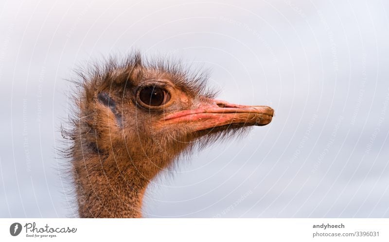 ostrich head close up africa african animal Background beak big bill bird brown camelus closeup eye face farm fauna fear glimpse hair hairy harsh isolated large