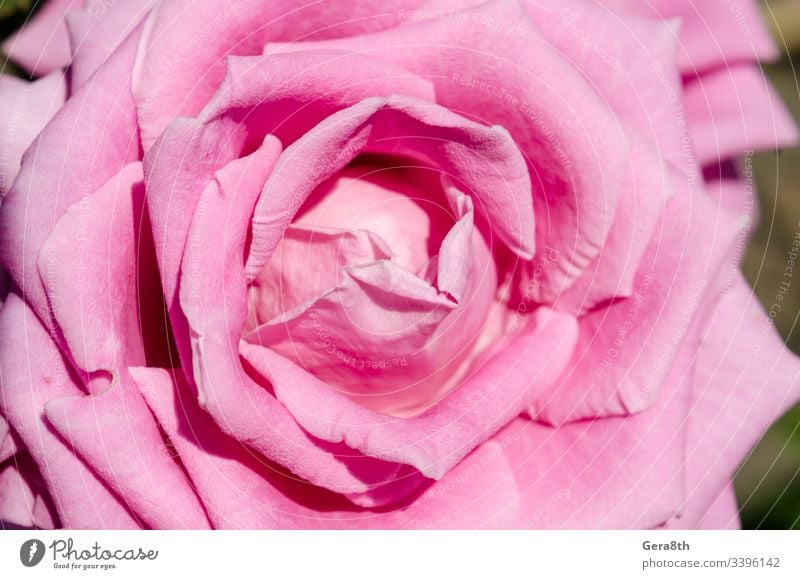 flower pink rose closeup macro background bright pink bud close-up floral flower rose nature petal pink flower romance