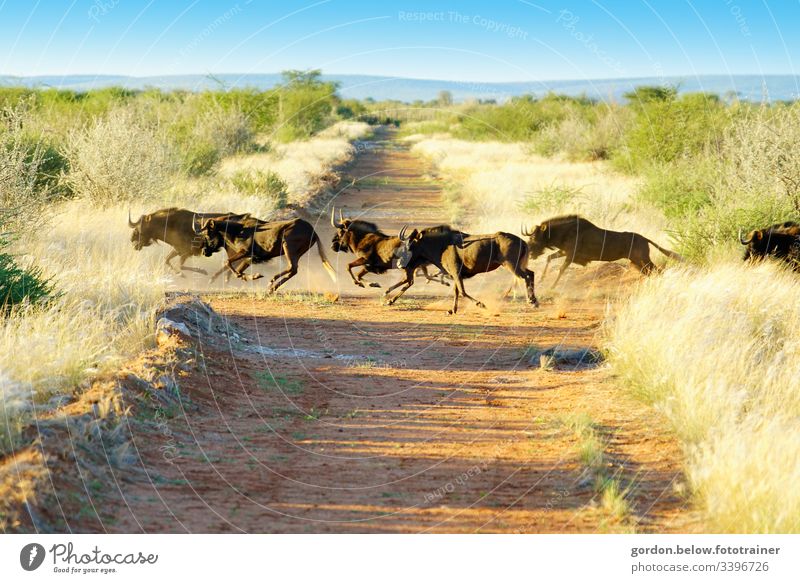 # Namibia Wild Herd daylight Summer Landscape format Light Shadow panoramic shot Colour A herd of wild buffalo in the middle of the picture sparse green