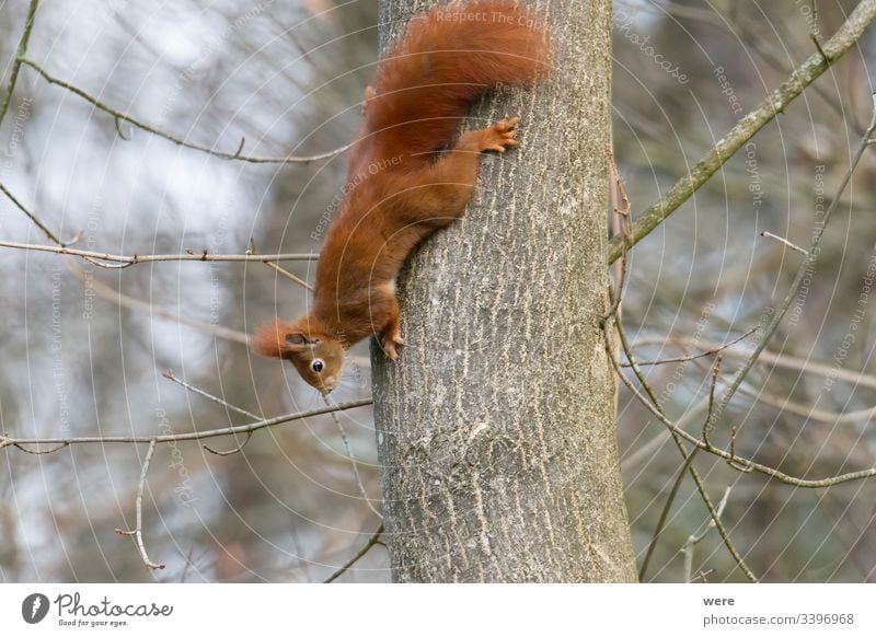 European brown squirrel in winter coat on a branch in the forest Background Sciurus vulgaris animal branches copy space cuddly cuddly soft cute