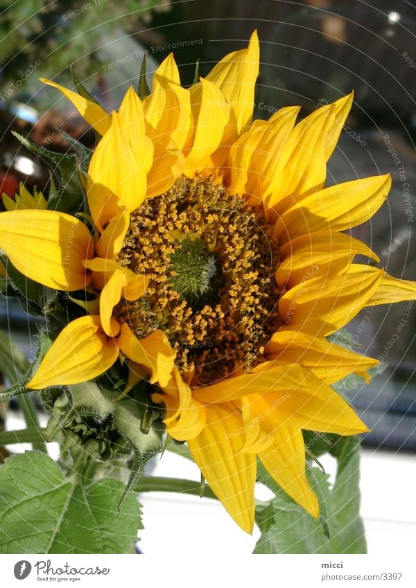 sunflower Flower Summer Sunflower Nature