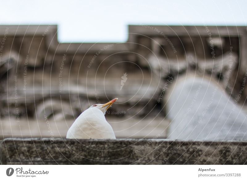 lack of interest Seagull Gull birds Column Manmade structures Exterior shot Animal Bird Colour photo Deserted Venice Animal portrait Disinterest