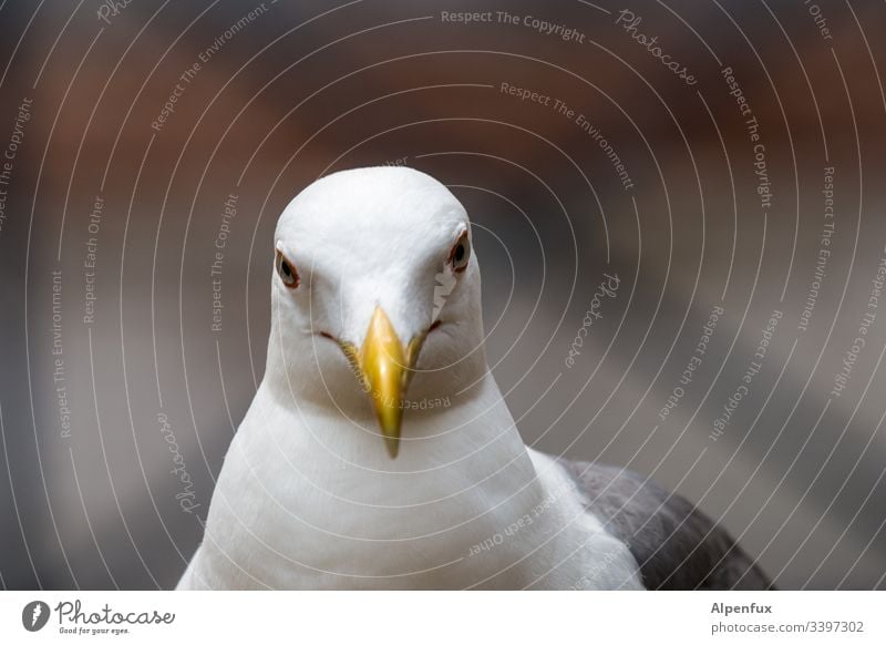 young attractive sceptical looking seagull in white plumage and yellow lips Seagull Bird White Beak Feather Animal Beautiful Yellow