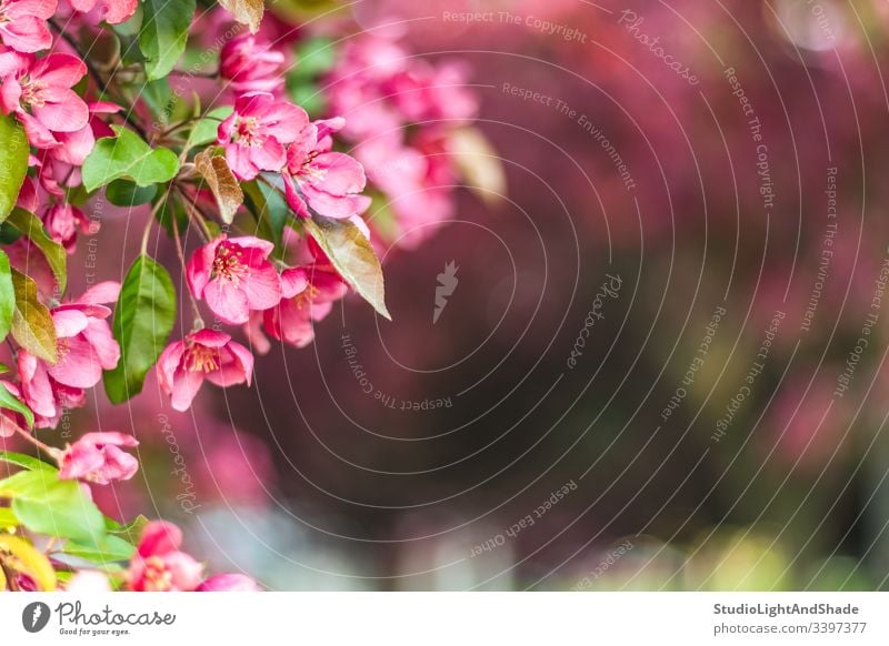 Delicate pink apple tree blossom flowers flowering petals blooming branch branches twig twigs garden orchid spring blurry background beautiful beauty fresh