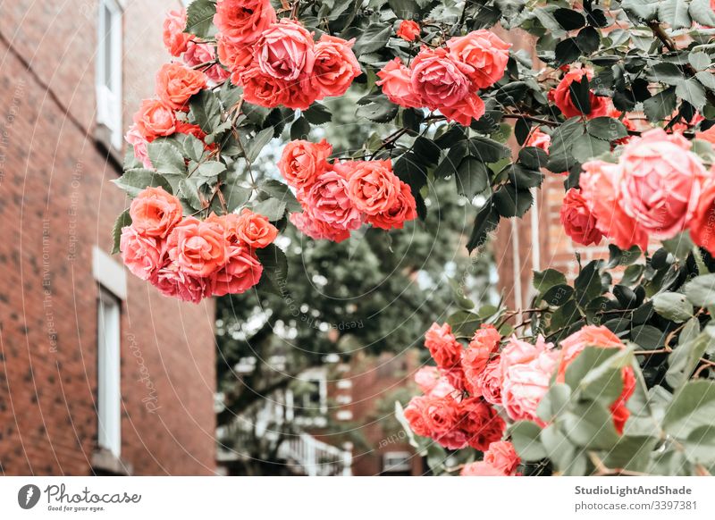 Orange wild roses blooming in front of brick buildings house home dog rose dog roses spring springtime bush blossoming flowers flowering Montreal Quebec Canada