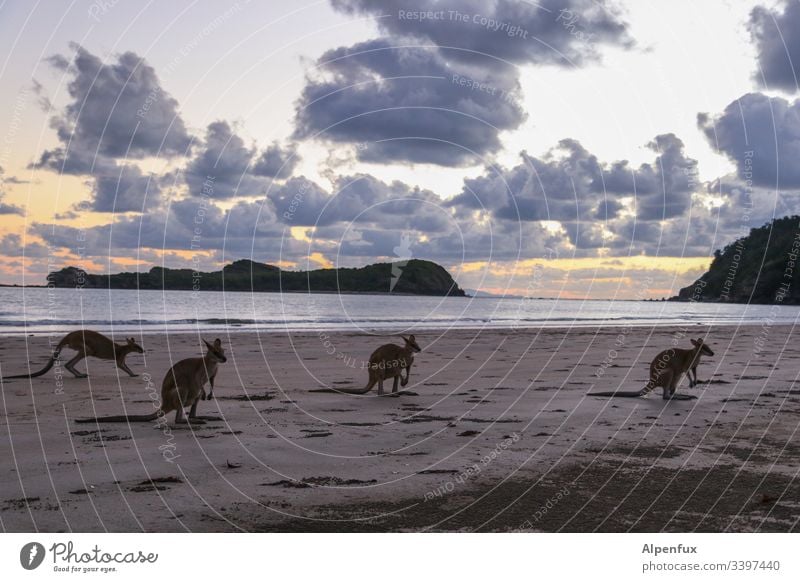 Eco-bag instead of plastic kangaroo wallaby Australia Beach Exterior shot Ocean Coast Water Sand Colour photo Summer Deserted Nature Clouds Horizon Sky Dawn