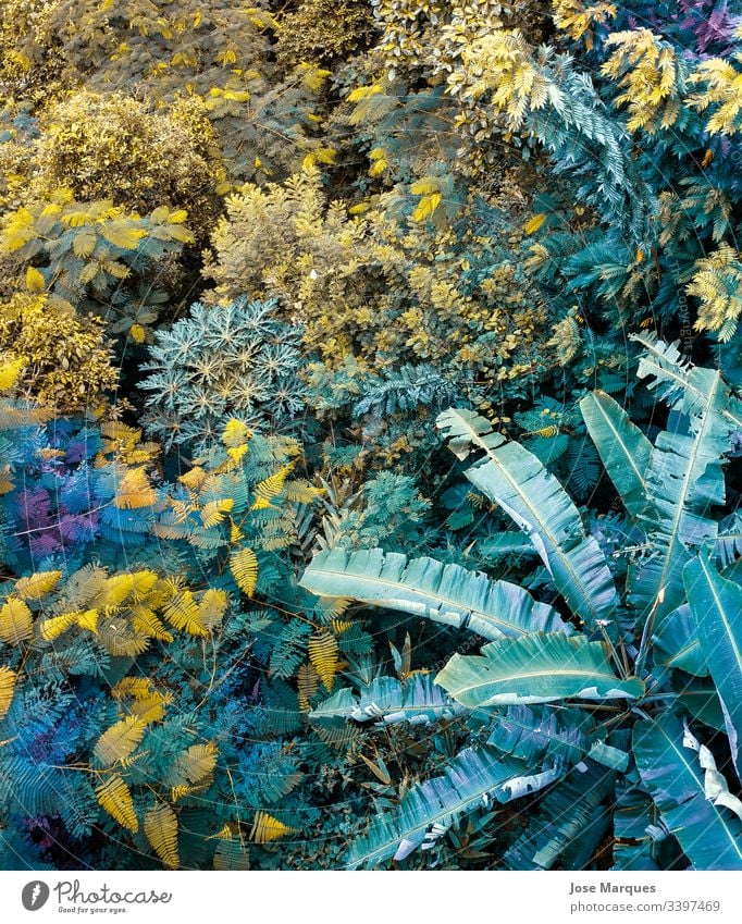 jungle with plants in nature Nature Natural Plant Green Botany Detail Close-up Virgin forest Macro (Extreme close-up) Background picture Florida tropical