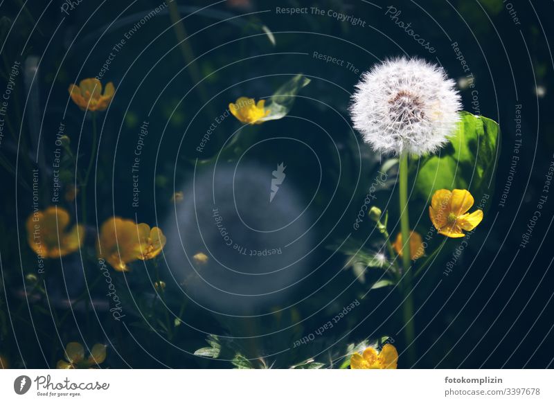 dandelion puffball Dandelion buttercup Dandelion field Spring seed stand meadow herbs Meadow flower summer flower Close-up dandelion seed puff flowers blow