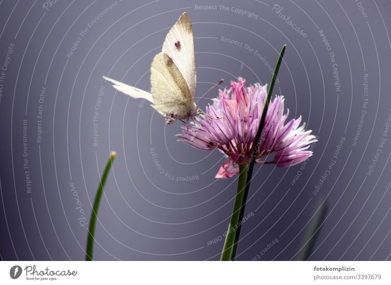 butterfly on chives blossom Butterfly Fabaceae Chives chive blossom Blossom Exterior shot Shallow depth of field Plant Garden Summer Spring herbs