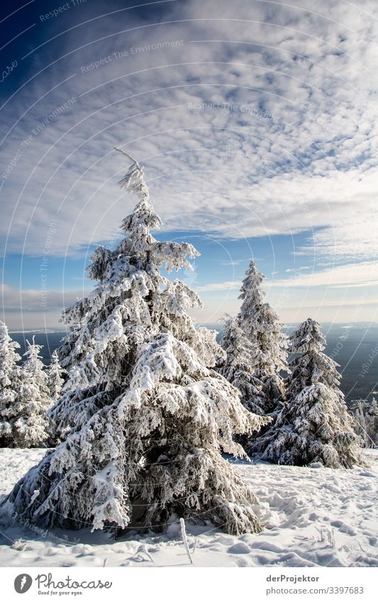 Harz winter landscape IV Trip Adventure Far-off places Freedom Vacation & Travel Tourism Winter vacation Hiking Environment Nature Beautiful weather Plant