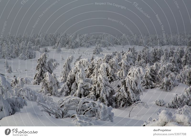 Harz winter landscape V Trip Adventure Far-off places Freedom Vacation & Travel Tourism Winter vacation Hiking Environment Nature Beautiful weather Plant