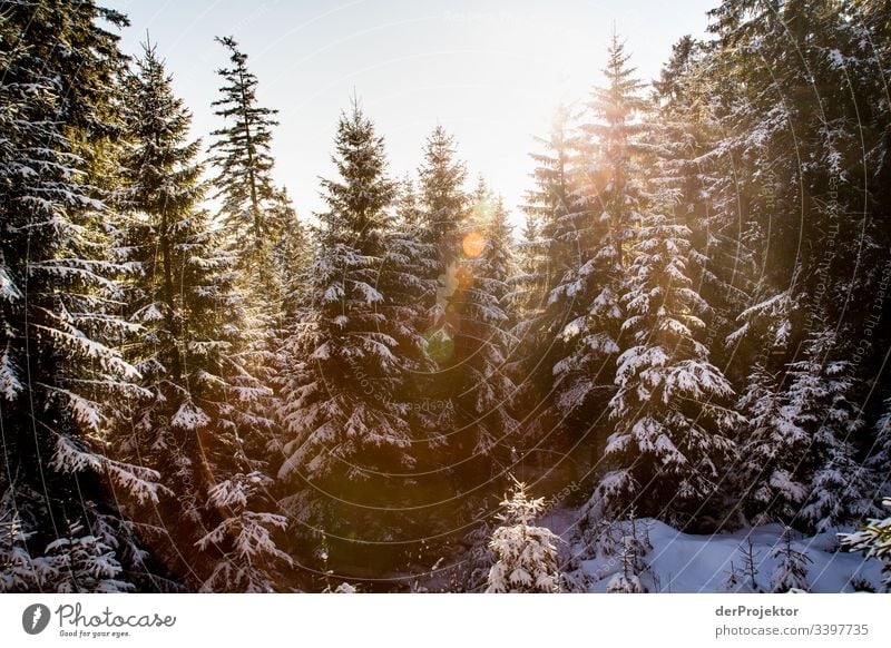 Harz winter landscape II Trip Adventure Far-off places Freedom Vacation & Travel Tourism Winter vacation Hiking Environment Nature Beautiful weather Plant