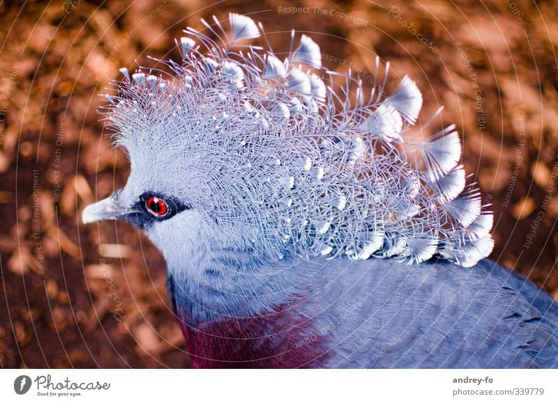 Exotic Dove Environment Nature Animal Wild animal Bird 1 Exceptional Elegant Fantastic Beautiful Blue Brown Love of animals Dream Uniqueness Feather Pigeon Chic