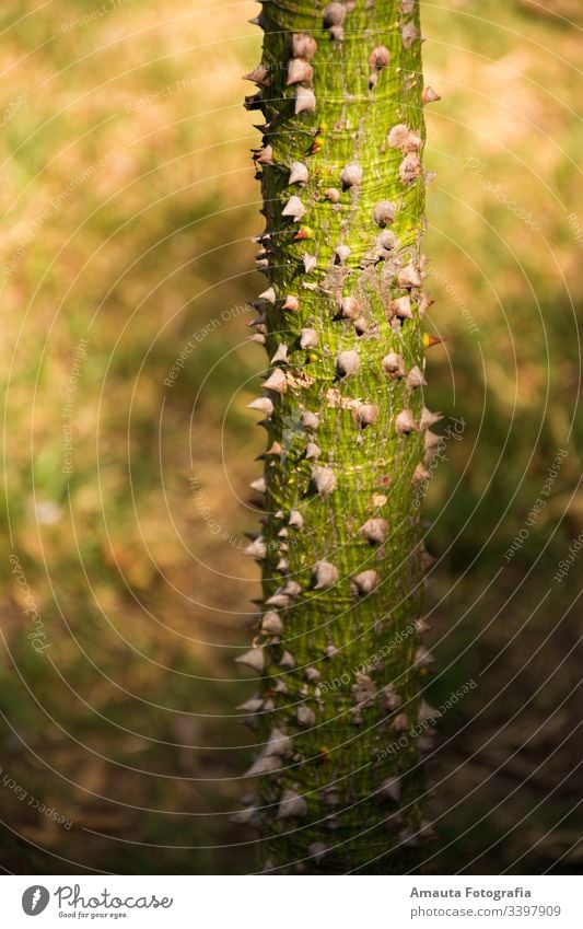 Drunken tree trunk with thorns in the sun grow thick bark vegetation strong countryside green life light wood hiking wild hill biology environment foliage