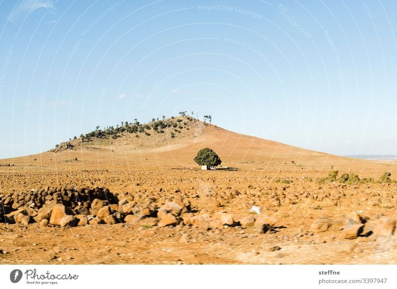 lone tree in front of hill Tree Gravel Hill Beautiful weather Motion blur ardor