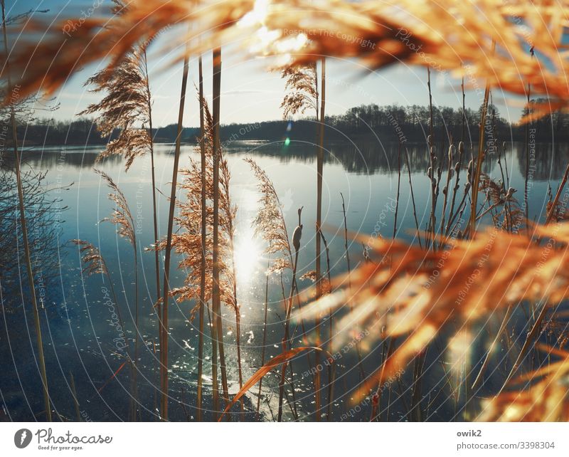 Through the reeds Lake bank Water Surface of water Cloudless sky windless Reeds Plant tufts stalks Horizon Sun Sunlight Back-light Reflection Landscape