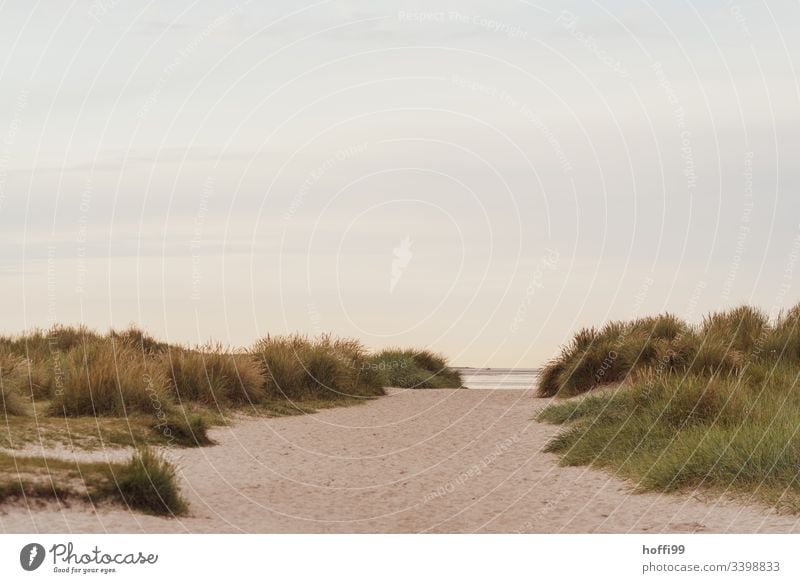 Sand path through the dunes to the sea Sandy beach stage marram grass Tracks Footprints in the sand footprints Dawn Island Summer Vacation & Travel Landscape