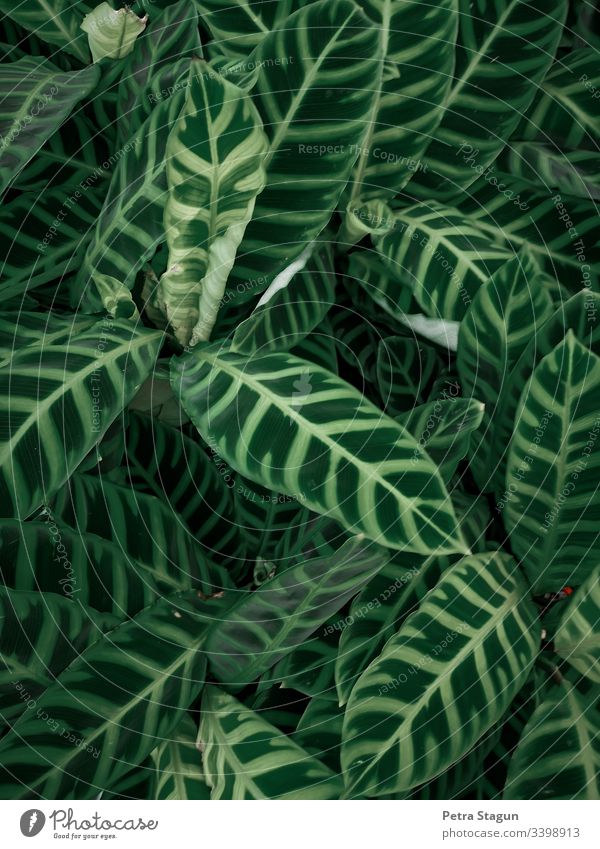 Tropical indoor plants Bird's-eye view Shallow depth of field Contrast Evening Pattern Macro (Extreme close-up) Detail Close-up Exterior shot Colour photo