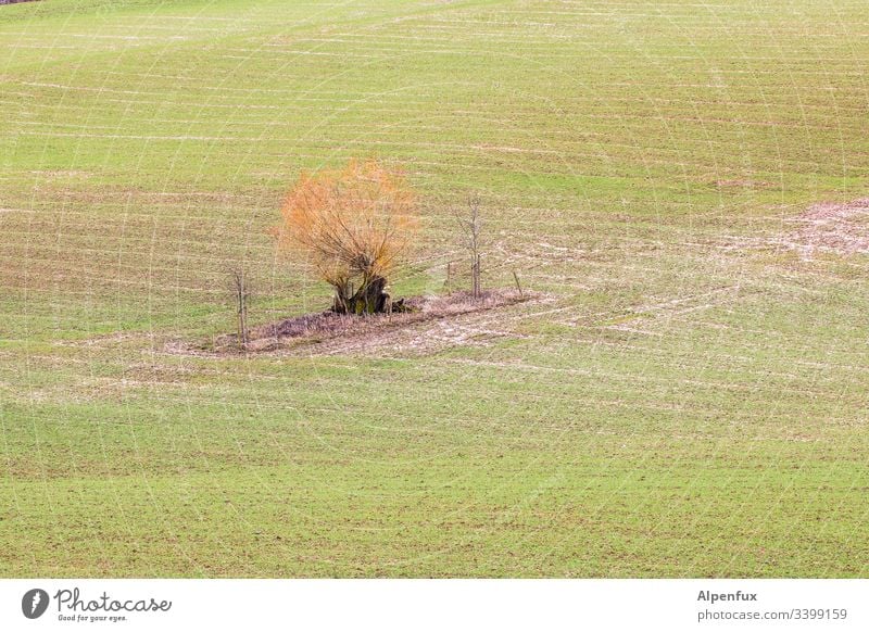 Desert Island Field Arable land acre Agriculture Nature Landscape Green Rural Exterior shot Meadow Tree Environment Deserted Growth Colour photo Grass