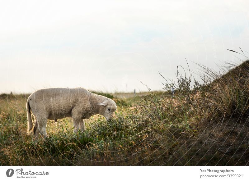 Lamb grazing in morning light on Sylt island Germany Schleswig-Holstein animals baby sheep countryside cute domestic europe farm feeding golden hour grass lamb