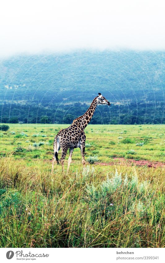 high up Animal portrait Sunlight Contrast Light Day Rear view Hind quarters Colour photo Exterior shot Deserted Wilderness Exotic Mountain Far-off places