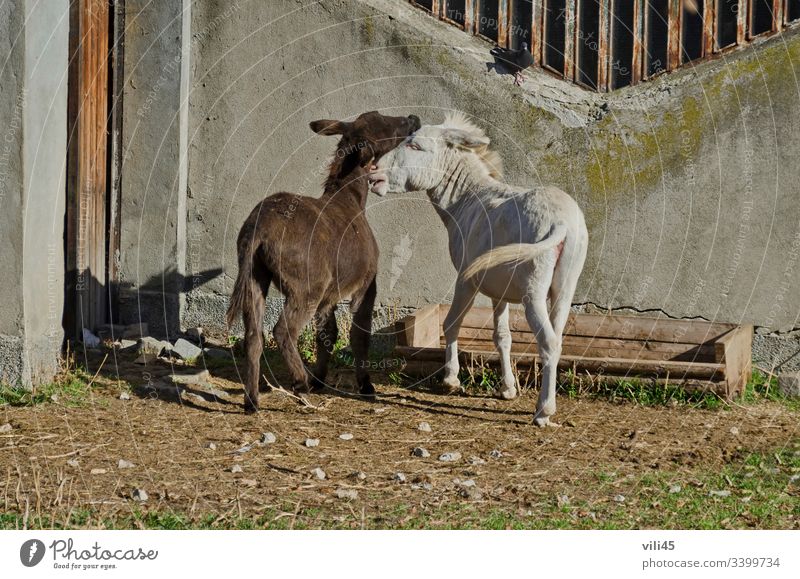 Two happy pony horses expressing their feelings animal mammal equine love active riding fur mane crest pet natural friendship wildlife zoo brown white cute