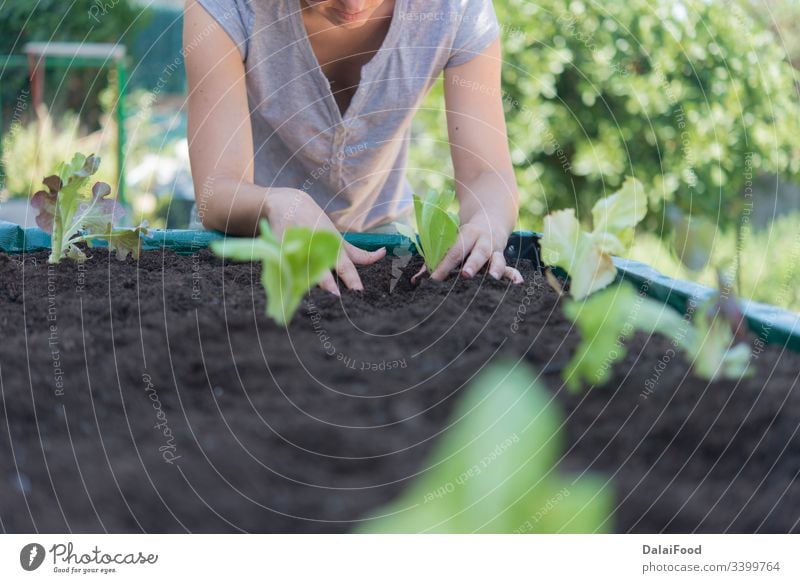 platation of organic lettuce in home agricultural agriculture background bio blue cool background copyspaces crop cultivated cultivation field food fresh green