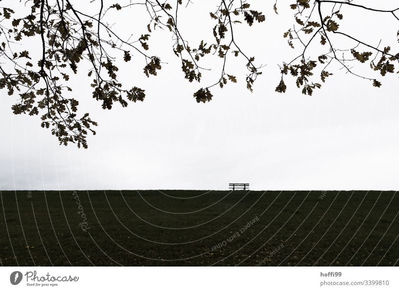 Bank at the dike with branches and fog Fog Plant Branch Silent Tree Leaf Twig Esthetic Bright Bad weather Water Cold Natural Thin Gloomy Loneliness