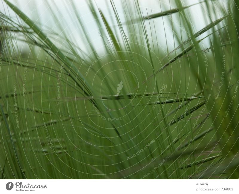 ears Wheat Field Green Ear of corn Hissing Farm Maturing time whisper Grain Life Growth