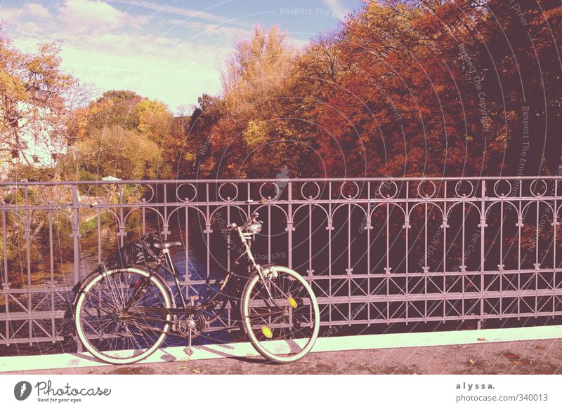 Oh you beautiful autumn! Nature Water Autumn Tree River Town Bridge Blue Brown Colour photo Exterior shot Deserted Day Shadow Reflection Sunlight Sunbeam